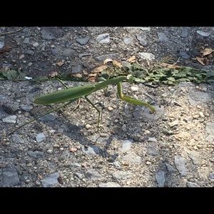 Meet your Posher, Shannon